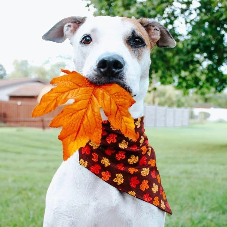 Fall Leaves Over the Collar Pet Bandana